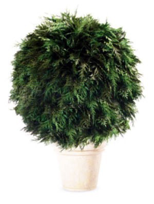 Thuja IV